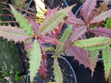 Berberis insignis | Barberry | 10_Seeds
