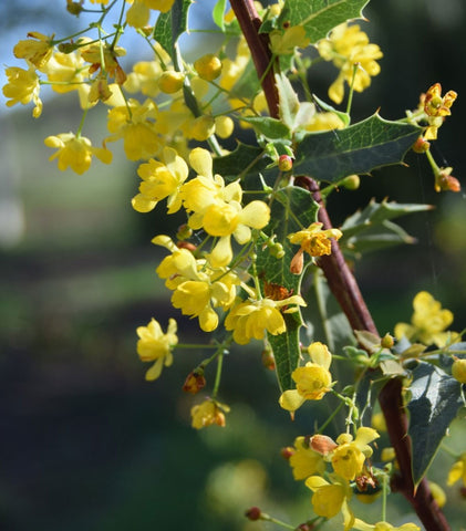 Berberis nevinii | Nevins Barberry | 10_Seeds