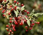 Berberis nevinii | Nevins Barberry | 10_Seeds