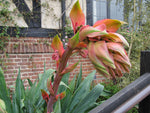 Beschorneria yuccoides | Mexican Lily | 10_seeds