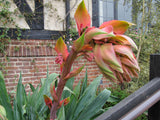 Beschorneria yuccoides | Mexican Lily | 10_seeds
