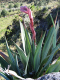 Beschorneria yuccoides | Mexican Lily | 10_seeds