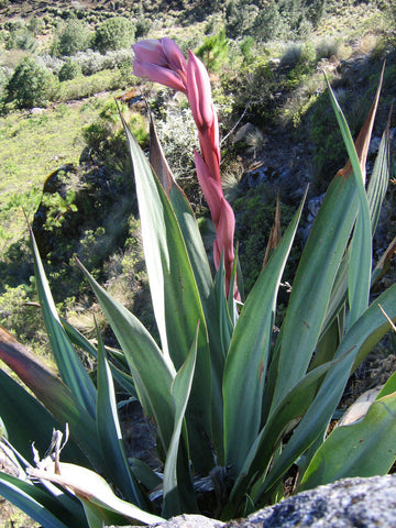 mexican lily flower Beschorneria yuccoides | Mexican Lily