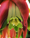 Beschorneria yuccoides | Mexican Lily | 10_seeds