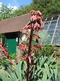 Beschorneria yuccoides | Mexican Lily | 10_seeds