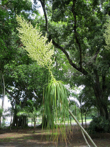 curly ponytail palm Beaucarnea guatemalensis | Curly Nolina | Izote macho real