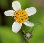 Bidens pilosa | Butterfly Needles | Hairy Beggarticks Spanish Needle | 10_Seeds