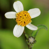 Bidens pilosa | Butterfly Needles | Hairy Beggarticks Spanish Needle | 10_Seeds