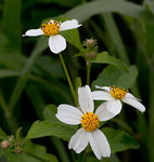 Bidens pilosa | Butterfly Needles | Hairy Beggarticks Spanish Needle | 10_Seeds