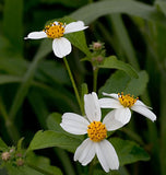 Bidens pilosa | Butterfly Needles | Hairy Beggarticks Spanish Needle | 10_Seeds