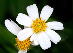 Bidens pilosa | Butterfly Needles | Hairy Beggarticks Spanish Needle | 10_Seeds
