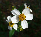 Bidens pilosa | Butterfly Needles | Hairy Beggarticks Spanish Needle | 10_Seeds