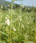 Sesamum indicum | Black Sesame Seed | 50_Seeds