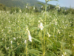 Sesamum indicum | Black Sesame Seed | 50_Seeds