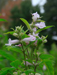 Sesamum indicum | Black Sesame Seed | 50_Seeds