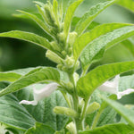 Sesamum indicum | Black Sesame Seed | 50_Seeds