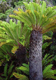 Blechnum cycadifolium | 100_Spores