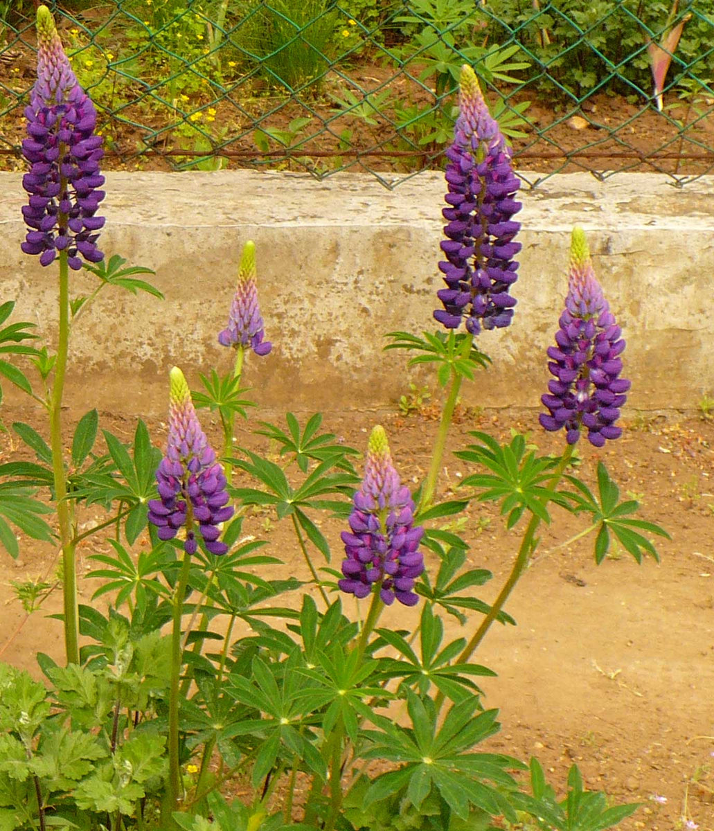 Lupinus polyphyllus | Blue Bonnet | Big-Leaved Lupin | 10_Seeds ...