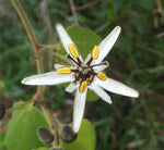 Passiflora bogotensis | 5_Seeds