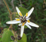 Passiflora bogotensis | 5_Seeds