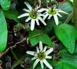 Passiflora bogotensis | 5_Seeds