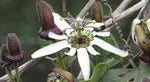 Passiflora bogotensis | 5_Seeds