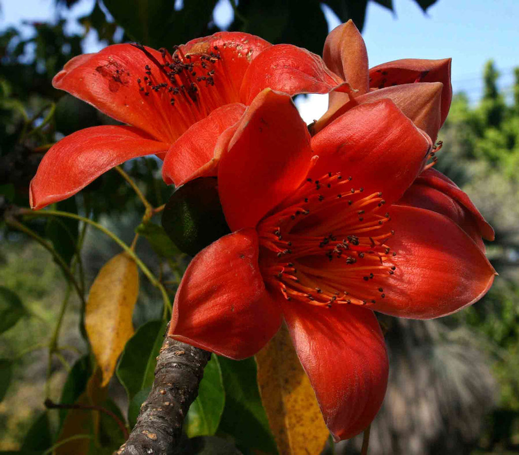 Simul Tree Bombax ceiba | Red Silk Cotton Tree | Kapok | 20_Seeds – Butterfly ...
