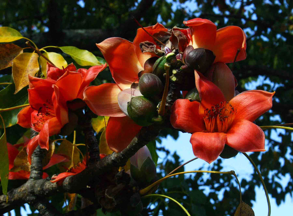 Simul Tree Bombax ceiba | Red Silk Cotton Tree | Kapok | 20_Seeds – Butterfly ...