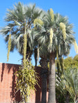 Brahea armata | Blue Hesper & Mexican-Blue Fan Palm | Gray Goddess | 5_Seeds