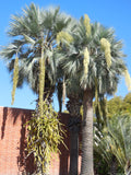Brahea armata | Blue Hesper & Mexican-Blue Fan Palm | Gray Goddess | 5_Seeds