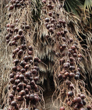 Brahea armata | Blue Hesper & Mexican-Blue Fan Palm | Gray Goddess | 5_Seeds
