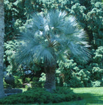 Brahea armata | Blue Hesper & Mexican-Blue Fan Palm | Gray Goddess | 5_Seeds