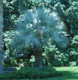 Brahea armata | Blue Hesper & Mexican-Blue Fan Palm | Gray Goddess | 5_Seeds