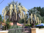 Brahea armata | Blue Hesper & Mexican-Blue Fan Palm | Gray Goddess | 5_Seeds