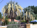 Brahea armata | Blue Hesper & Mexican-Blue Fan Palm | Gray Goddess | 5_Seeds