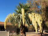 Brahea armata | Blue Hesper & Mexican-Blue Fan Palm | Gray Goddess | 5_Seeds