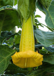 Brugmansia sanguinea Aurea | 5_Seeds