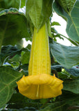 Brugmansia sanguinea Aurea | 5_Seeds
