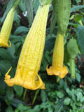 Brugmansia sanguinea Aurea | 5_Seeds