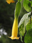 Brugmansia sanguinea Aurea | 5_Seeds