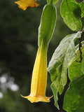 Brugmansia sanguinea Aurea | 5_Seeds
