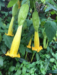 Brugmansia sanguinea Aurea | 5_Seeds