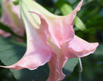 Brugmansia suaveolens Pink | 5_Seeds