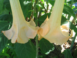 Brugmansia versicolor Peach | 10_Seeds