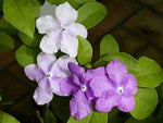 Brunfelsia latifolia | Yesterday Today and Tomorrow | Kiss Me Quick | 10_Seeds
