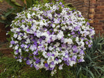 Brunfelsia latifolia | Yesterday Today and Tomorrow | Kiss Me Quick | 10_Seeds