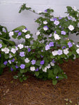 Brunfelsia latifolia | Yesterday Today and Tomorrow | Kiss Me Quick | 10_Seeds