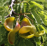 Caesalpinia coriaria | American Sumac | Divi-divi | Cascalote |10_Seeds