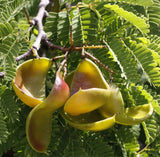 Caesalpinia coriaria | American Sumac | Divi-divi | Cascalote |10_Seeds