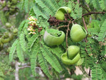 Caesalpinia coriaria | American Sumac | Divi-divi | Cascalote |10_Seeds